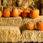 Seasonal Storytelling: Using Fall Themes to Boost Your Brand Personality