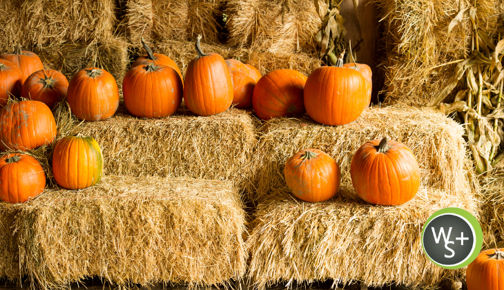 Seasonal Storytelling: Using Fall Themes to Boost Your Brand Personality