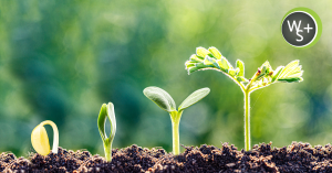 The Web Strategy Plus Summer Growth Plan, What Smart Businesses Are Updating Right Now