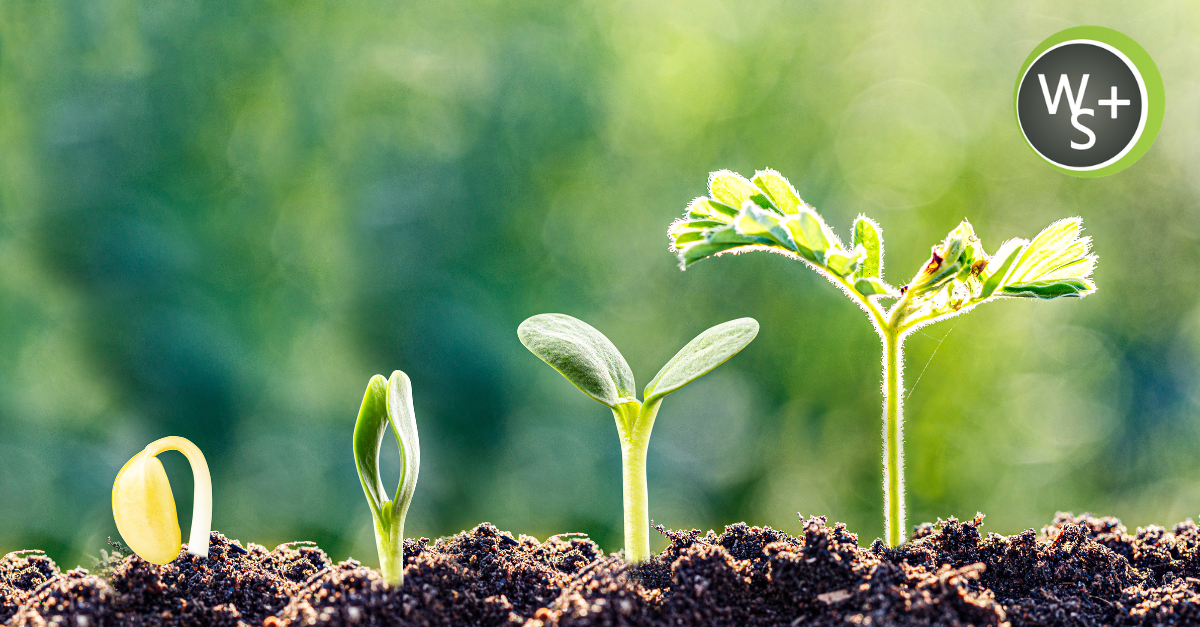 The Web Strategy Plus Summer Growth Plan, What Smart Businesses Are Updating Right Now